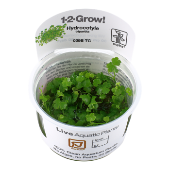 Hydrocotyle tripartita in cup - Tropica