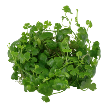 Hydrocotyle tripartita in cup - Tropica 2
