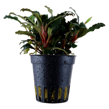 Bucephalandra sp. 'Rouge' dans le pot - Tropica