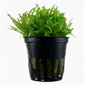 Pogostemon helferi in vasetto - Tropica