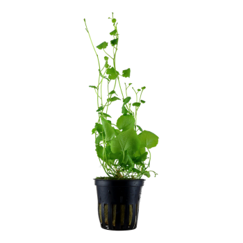 Cardamine lyrata in vasetto - Tropica 2