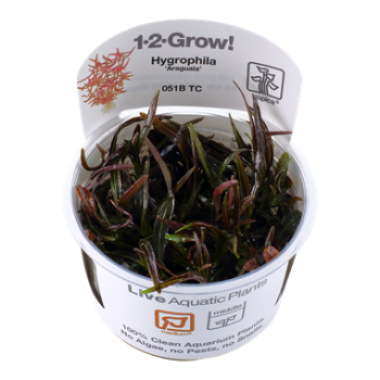 Hygrophila lancea Araguaia in cup - Tropica