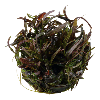 Hygrophila lancea Araguaia in cup - Tropica 2