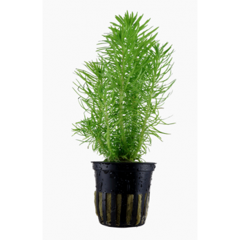 Pogoston Deccanensis dans Jar - Tropica