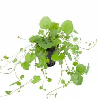 Cardamine Lyrata à Jar - Tropica