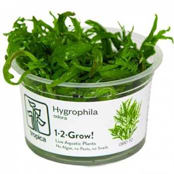 Hygrophyla odeur en coupe - Tropica