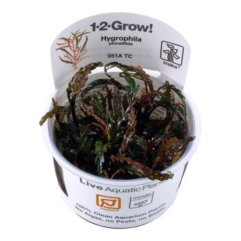 Hygrophila pinnatifida en coupe - Tropica