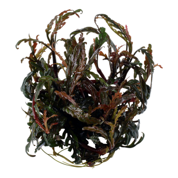 Hygrophila pinnatifida in cup - Tropica 2