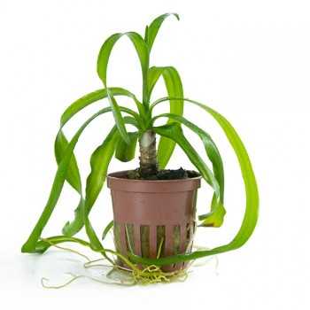Crinum Thaianum dans Jar - Tropica
