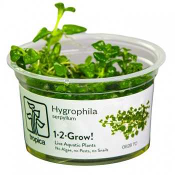 Hygrophila serpyllum in cup - Tropica