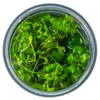 Hygrophyla serpyllum dans la tasse - Tropica 2