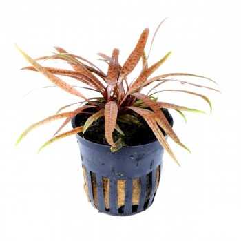 Cryptocoryne Albida 'Brown' dans Jar - Tropica