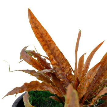 Cryptocoryne albida 'Brown' in vasetto - Tropica 2