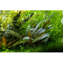 Cryptocoryne Beckettii 'Petchii' à Jar - Tropica