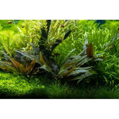 Cryptocoryne Beckettii 'Petchii' à Jar - Tropica