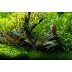 Cryptocoryne Beckettii 'Petchii' à Jar - Tropica