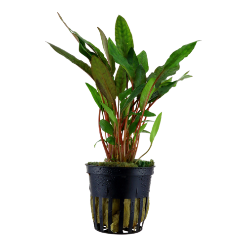 Cryptocoryne Beckettii 'Petchii' à Jar - Tropica