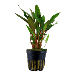 Cryptocoryne Beckettii 'Petchii' à Jar - Tropica