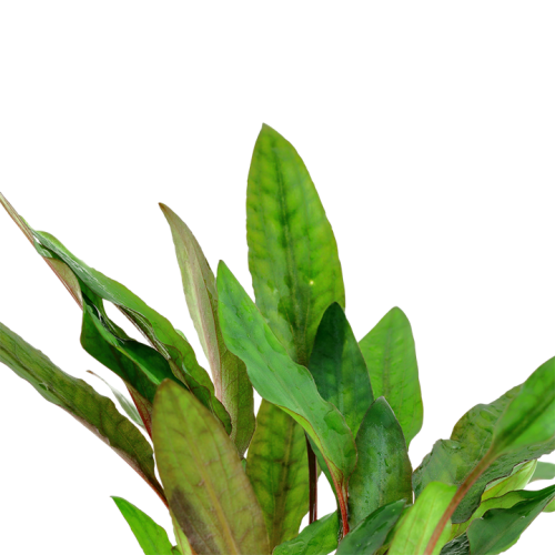 Cryptocoryne beckettii 'Petchii' in vasetto -...