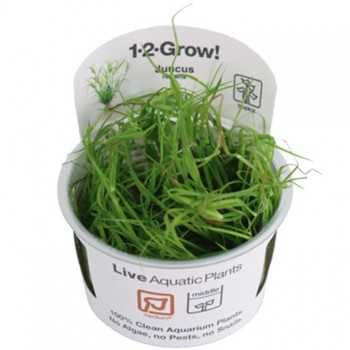 Juncus se repens en coupe - Tropica
