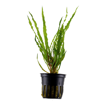 Cryptocoryne crispatula in vasetto - Tropica