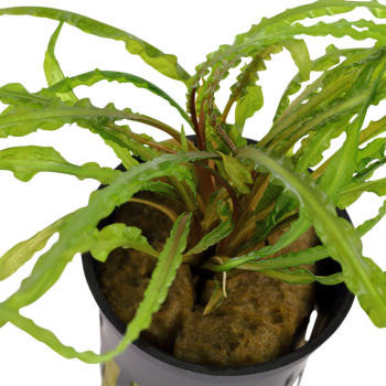 Cryptocoryne crispatule à Jar - Tropica 2