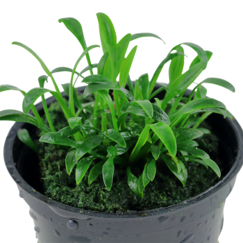 Cryptocoryne parva in vasetto - Tropica 2