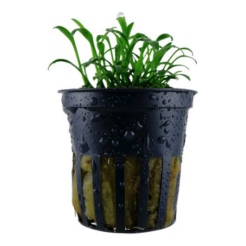 Cryptocoryne parva in vasetto - Tropica