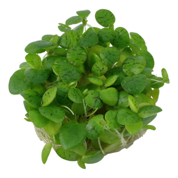 Limnobium laevigatum in cup - Tropica 2