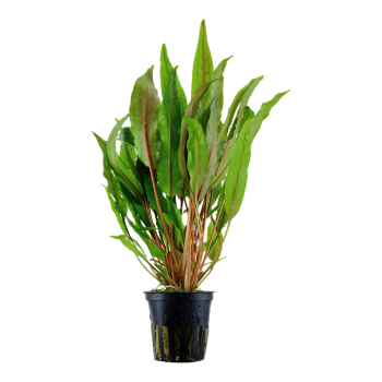 Cryptocoryne undulating 'Broad Leaf' in jar - Tropica