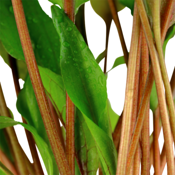 Cryptocoryne undulata 'Broad Leaf' in vasetto - Tropica 2