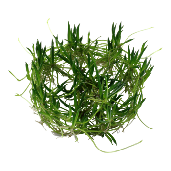 Licherella uniflora in cup - Tropica 2