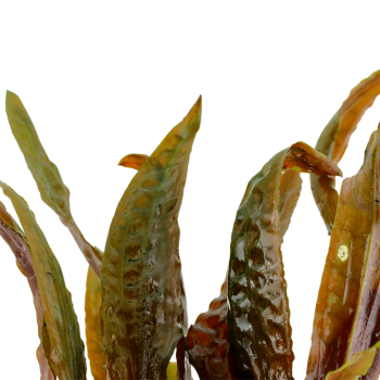 Cryptocoryne Usteriana in jar - Tropica 2