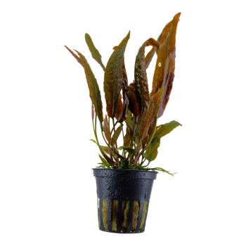 Cryptocoryne Usteriana à Jar - Tropica