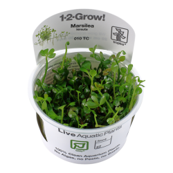 Marsilea hirsuta in cup - Tropica