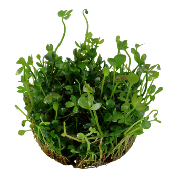 Marsilea hirsuta in cup - Tropica 2
