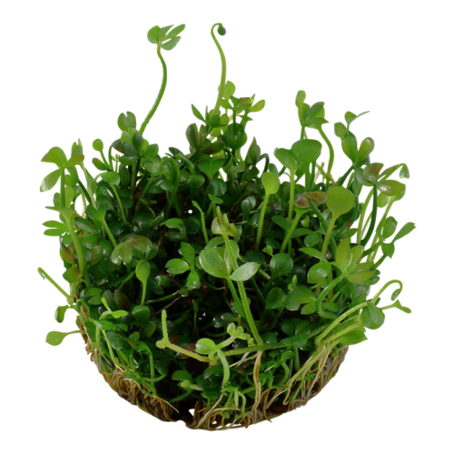 Masilée Hirsuta à la Coupe - Tropica