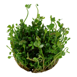 MASILEA HIRSUTA IN CUP - Tropica