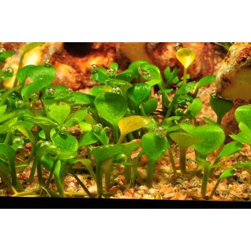 MASILEA HIRSUTA IN CUP - Tropica