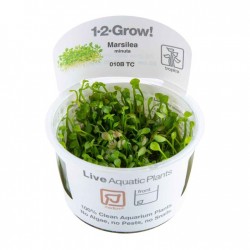 Marsilea minuta in cup - Tropica