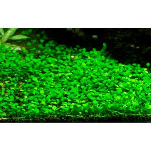 Marsilea minuta in cup - Tropica