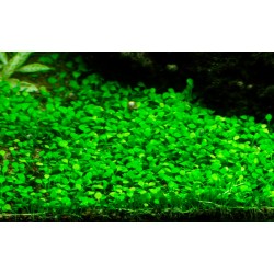 Marsilea minuta in cup - Tropica