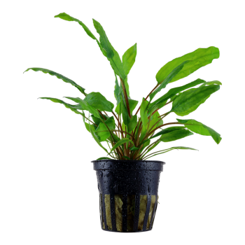 Cryptocoryne Wendtii Green in Jar - Tropica
