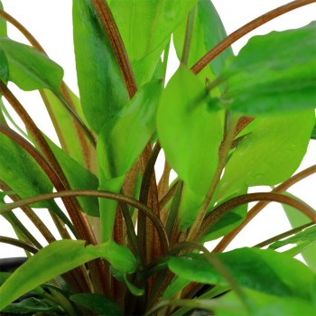 Cryptocoryne Wendtii Green in Jar - Tropica 2