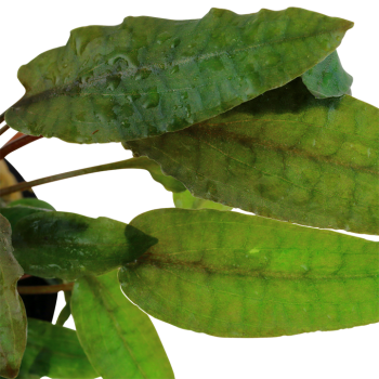 CRYPTOCORYNE WENDTII 'Tropicain jar - Tropica 2