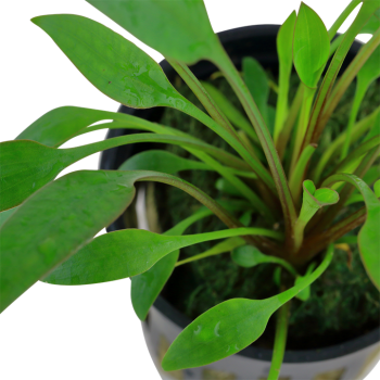 Cryptocoryne x willisii in vasetto - Tropica 2