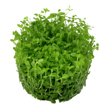 Micranthemum tweediei Monte Carlo in cup - Tropica 2