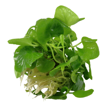 Nymphoides Hydrophylla Taiwan in Cup - Tropica 2