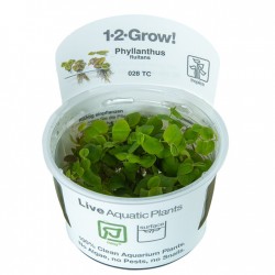Phyllanthus flutuans en coupe - Tropica