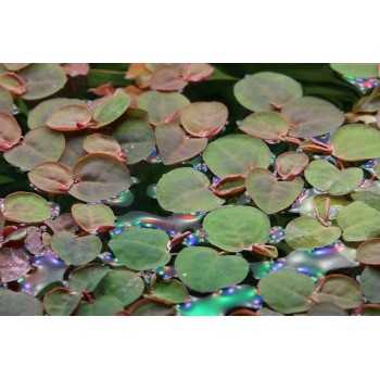 Phyllanthus flutuans en coupe - Tropica 2